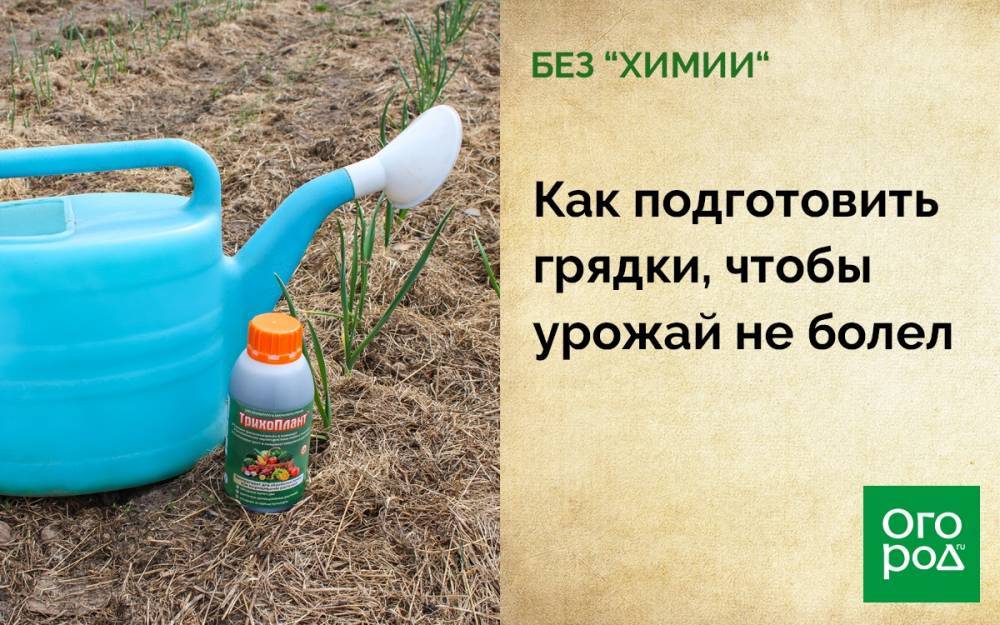 Как подготовить грядки, чтобы урожай не болел - ogorod.ru