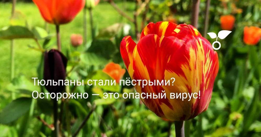 Тюльпаны стали пёстрыми? Осторожно — это опасный вирус! - botanichka.ru
