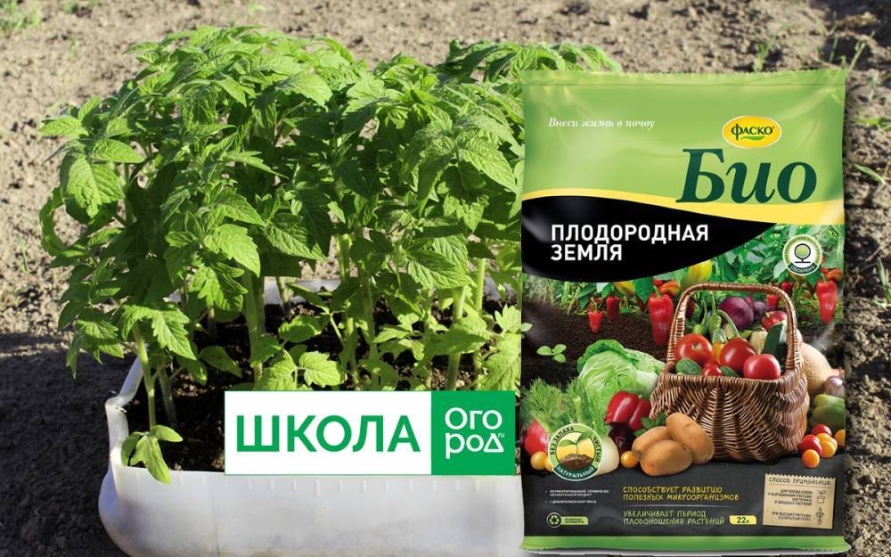 Как высаживать рассаду в теплицу и открытый грунт - ogorod.ru - Россия