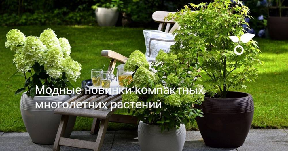 Модные новинки компактных многолетних растений - botanichka.ru