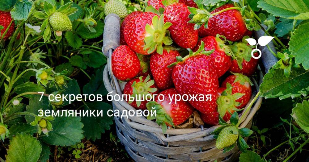7 секретов большого урожая земляники садовой - botanichka.ru