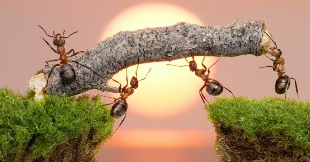 Как избавиться от муравьев в огороде навсегда - rus.delfi.lv