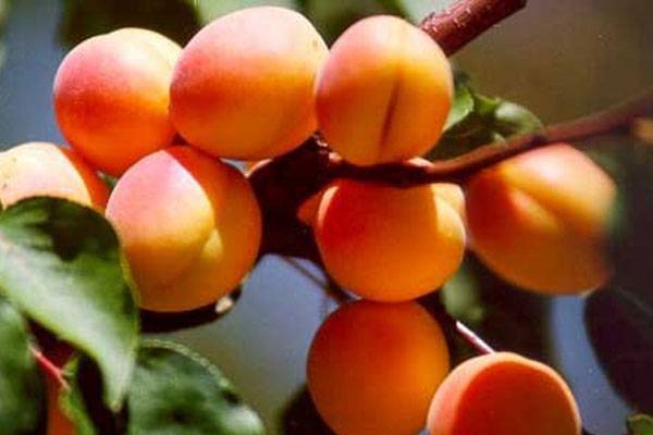 Сорта абрикосов для выращивания в средней полосе - 7ogorod.ru - Россия
