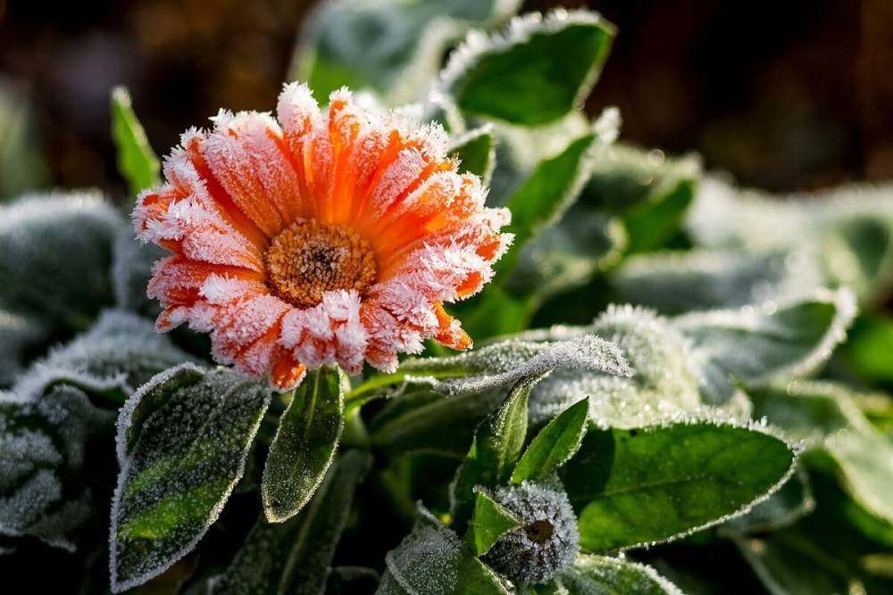 11 однолетних цветов для вашего сада, которые не боятся заморозков - ogorod.ru