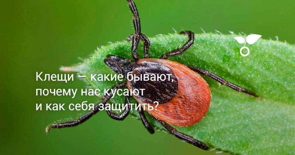Клещи — какие бывают, почему нас кусают и как себя защитить? - botanichka.ru
