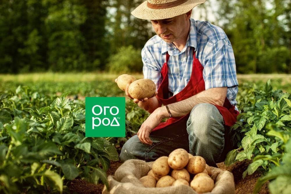 Как вырастить картофель без фитофторы - ogorod.ru