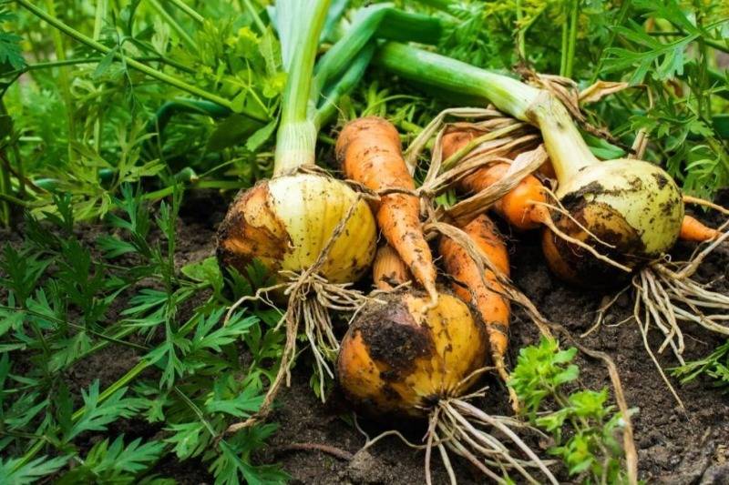 4 удачных сочетания посадки овощей, которые избавят от вредителей и увеличат урожай - orchardo.ru