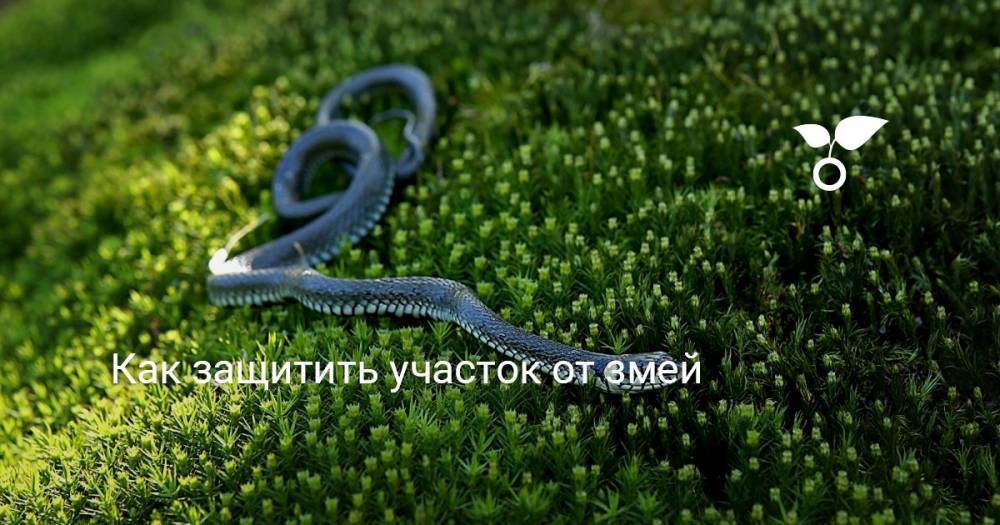 Как защитить участок от змей - botanichka.ru