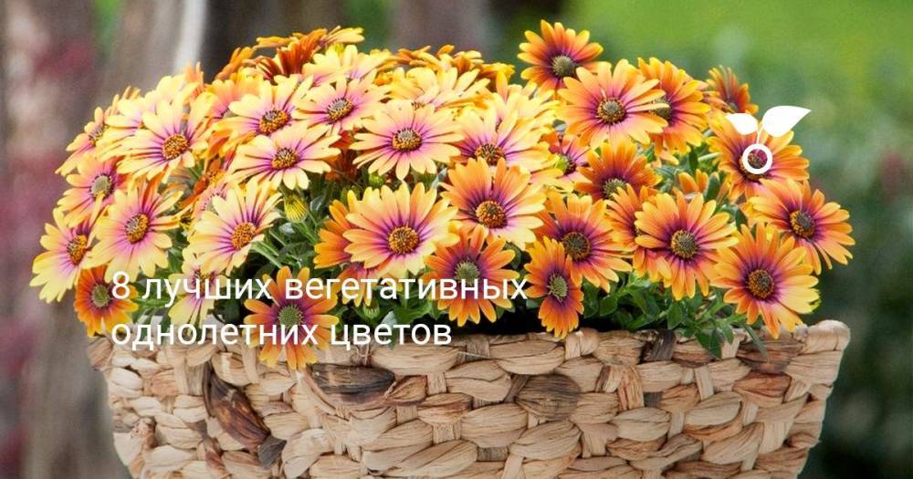 8 лучших вегетативных однолетних цветов - botanichka.ru