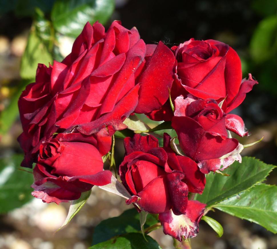 Роза флорибунда Никколо Паганини: описание сорта, фото, отзывы - fermilon.ru - Франция
