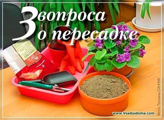 Пересадка домашних цветов – 3 вопроса и 6 лайфхаков - vsaduidoma.com - Смоленск