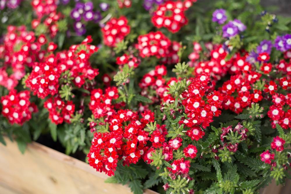15 однолетников с красными цветками – яркие краски в вашем саду - ogorod.ru