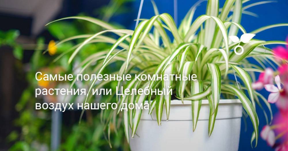 Самые полезные комнатные растения, или Целебный воздух нашего дома - botanichka.ru - Россия