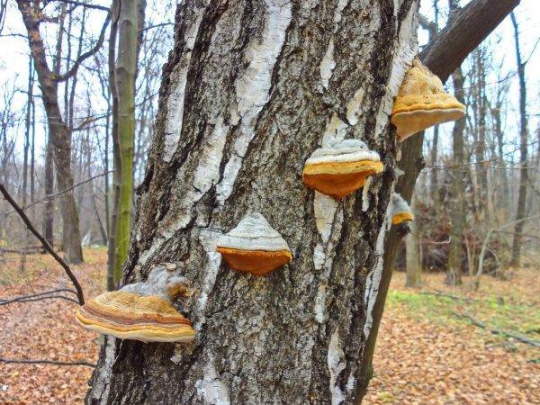 Грибы растущие на деревьях: виды, фото и описание - sveklon.ru