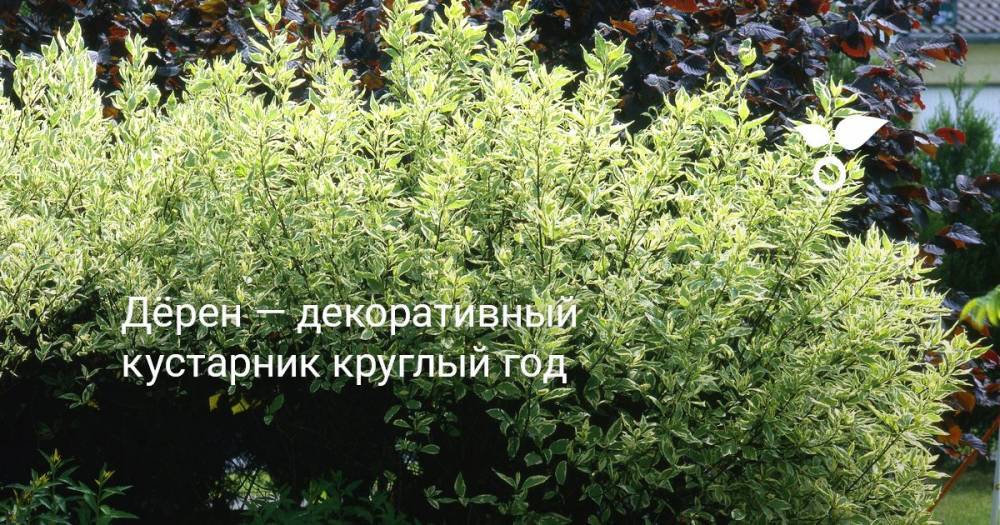 Дёрен — декоративный кустарник круглый год - botanichka.ru