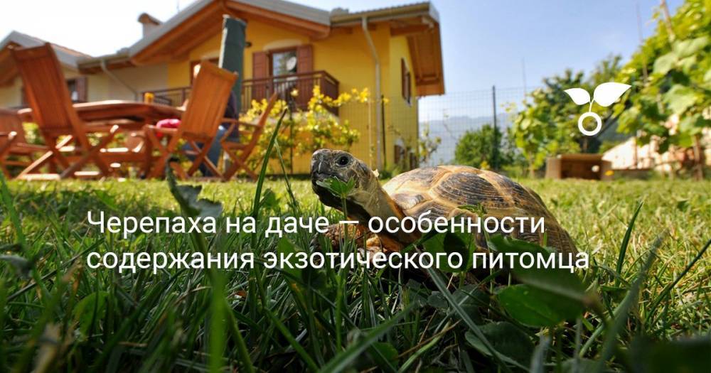 Черепаха на даче — особенности содержания экзотического питомца - botanichka.ru