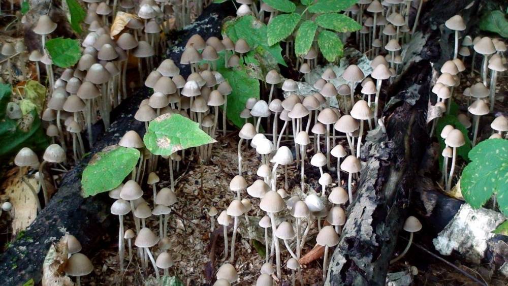 Поганки грибы: виды, фото и названия - sveklon.ru
