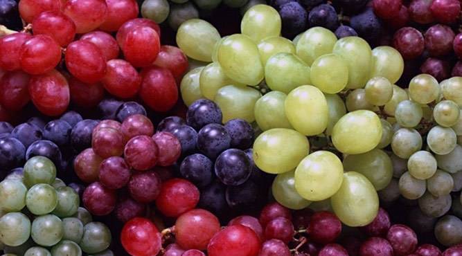 Селекция гибридных форм винограда - sad-dacha-ogorod.com