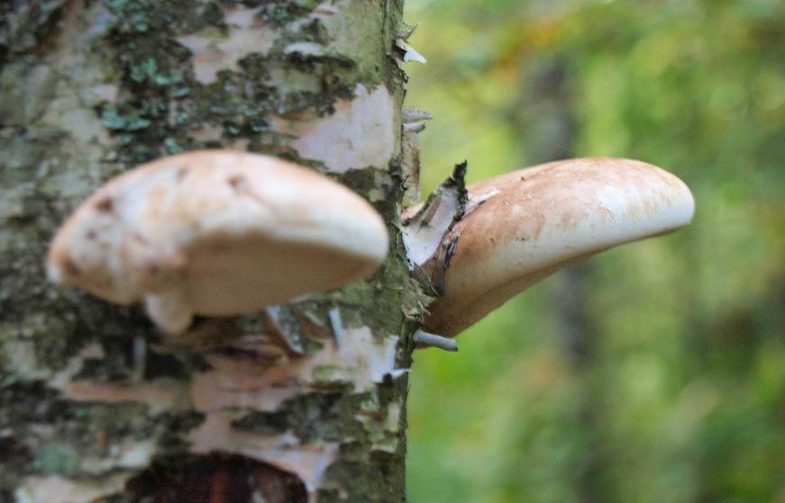 Какие грибы образуют микоризу с березой: описание с фото - sveklon.ru