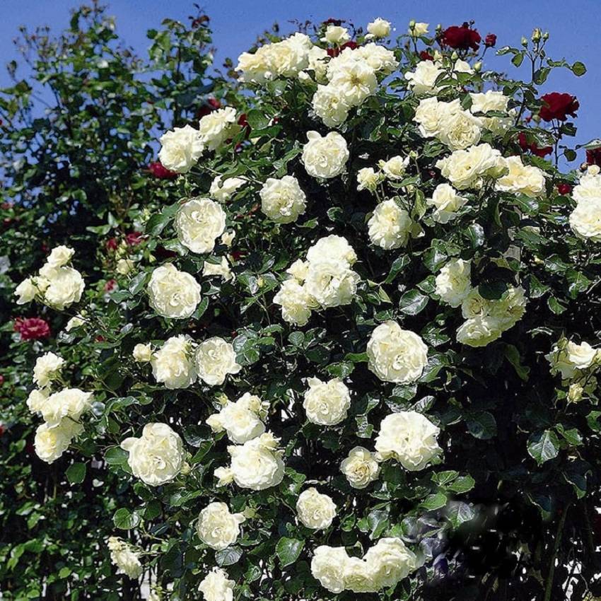 Плетистая роза Schneewalzer (Шнеевальцер): фото и описание, отзывы - fermilon.ru - Китай - Япония - Россия - Франция