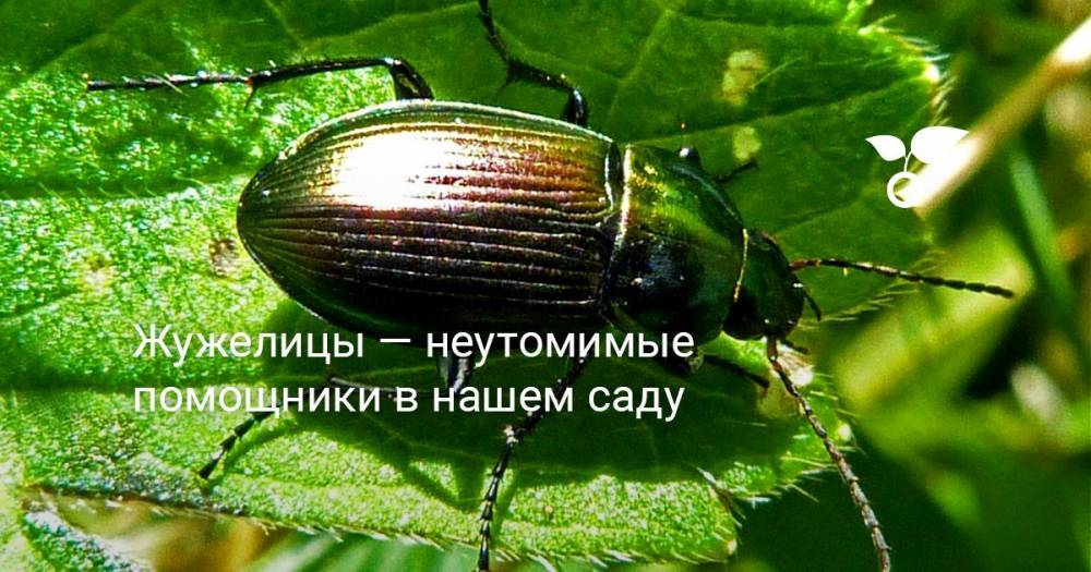 Жужелицы — неутомимые помощники в нашем саду - botanichka.ru