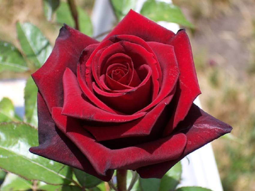 Чайно-гибридная роза Black Magic (Черная магия): фото и описание, отзывы - fermilon.ru - Германия