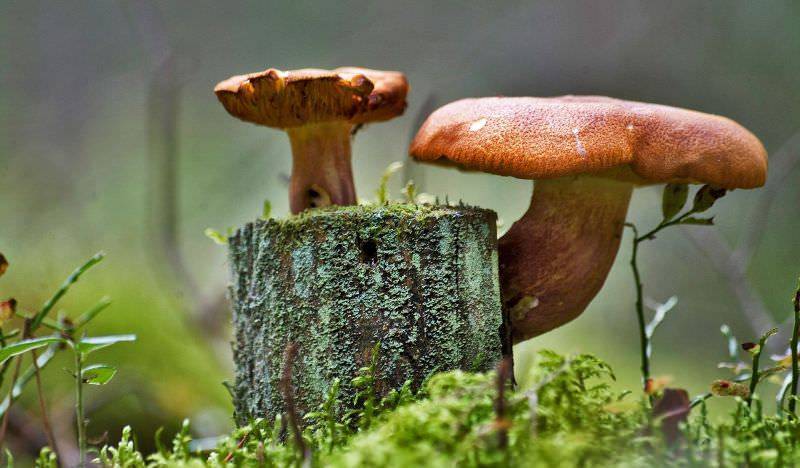 Разновидности грибов, растущих на пнях с фото и описанием - sveklon.ru
