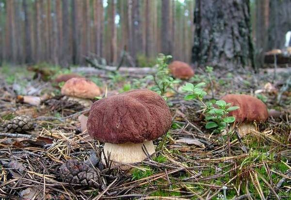 При какой температуре растут грибы в лесу: оптимальные условия - sveklon.ru