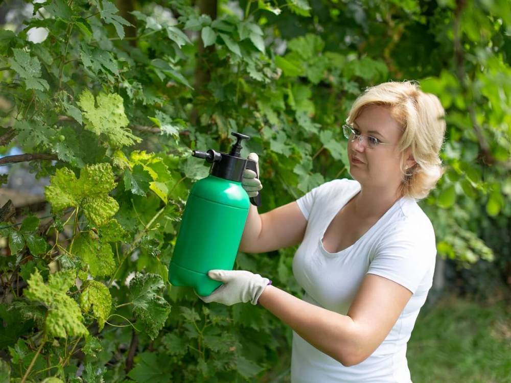 Чем болеет виноград после зимы и как его вылечить - ogorod.ru