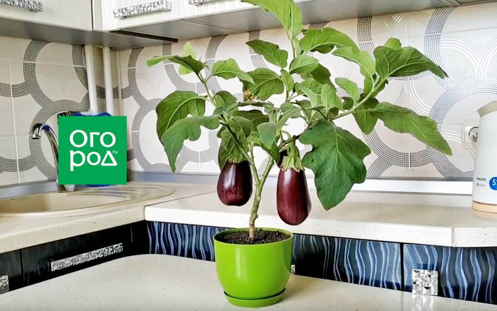 Урожай в апреле – как вырастить баклажан в квартире - ogorod.ru