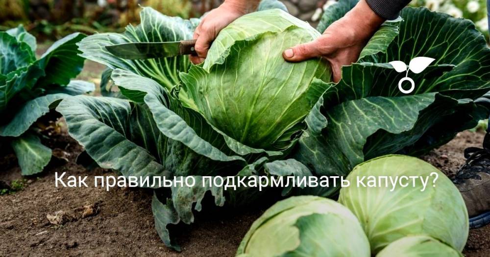 Как правильно подкармливать капусту? - botanichka.ru