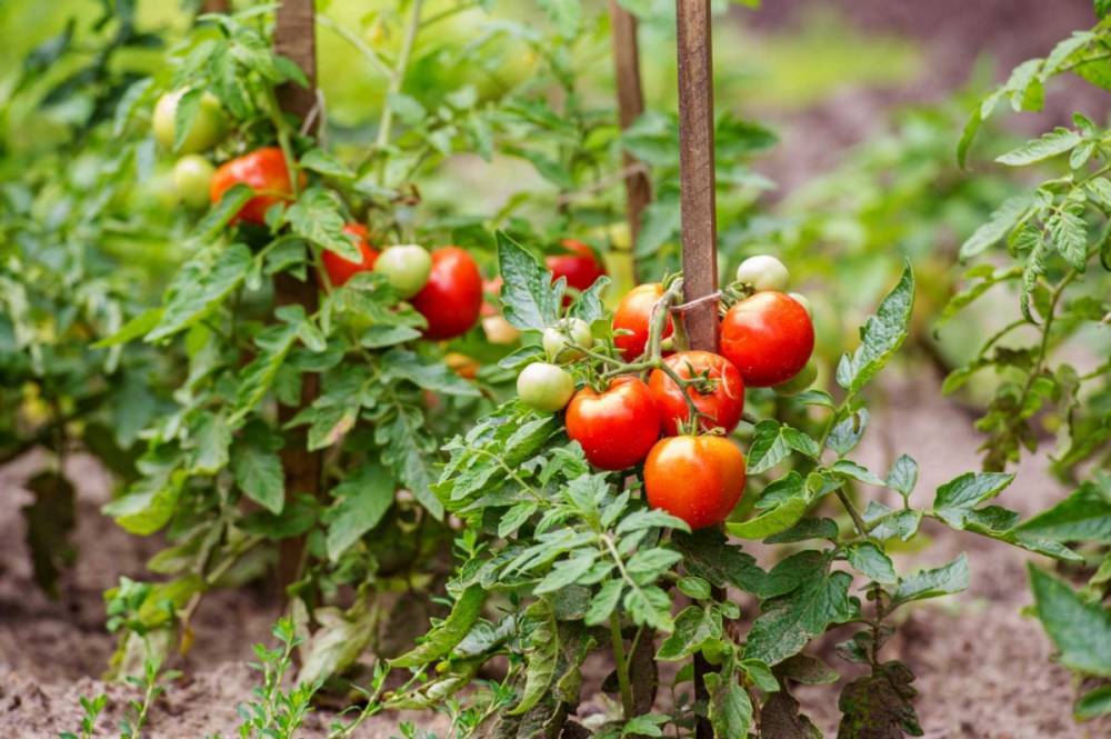 Как вырастить помидоры без рассады - ogorod.ru