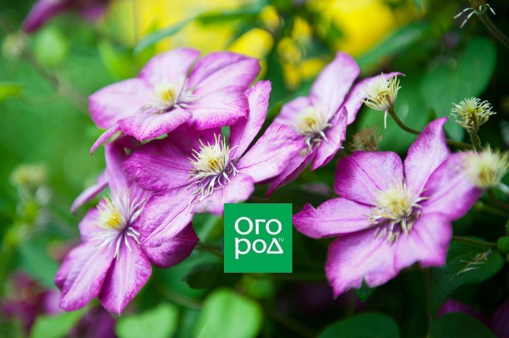 Клематисы весной: 5 шагов к восхитительному цветению - ogorod.ru
