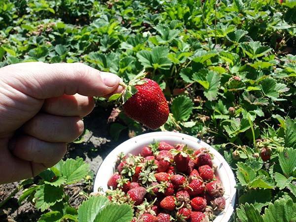 Как ухаживать за клубникой, чтобы было много крупных ягод: правила и секреты выращивая - countryhouse.pro