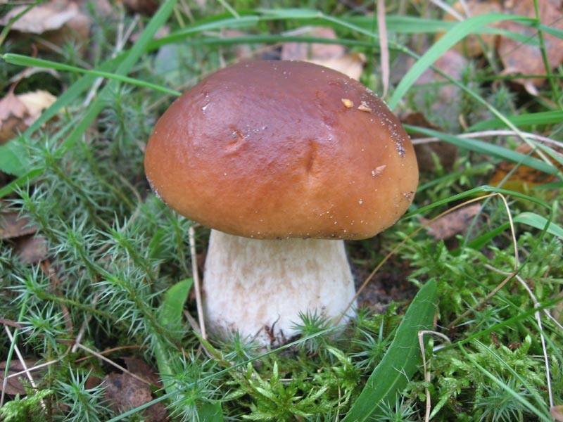 Как выглядит белый гриб: описание, отличие от ложных и фото - sveklon.ru