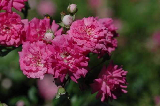 Почвопокровная роза Super Dorothy (Супер Дороти): описание и фото, отзывы - fermilon.ru