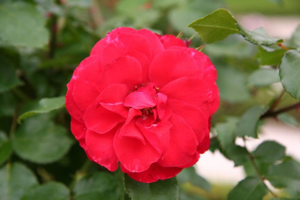 Плетистая роза Laguna (Голубая лагуна): фото и описание, отзывы - fermilon.ru - Германия