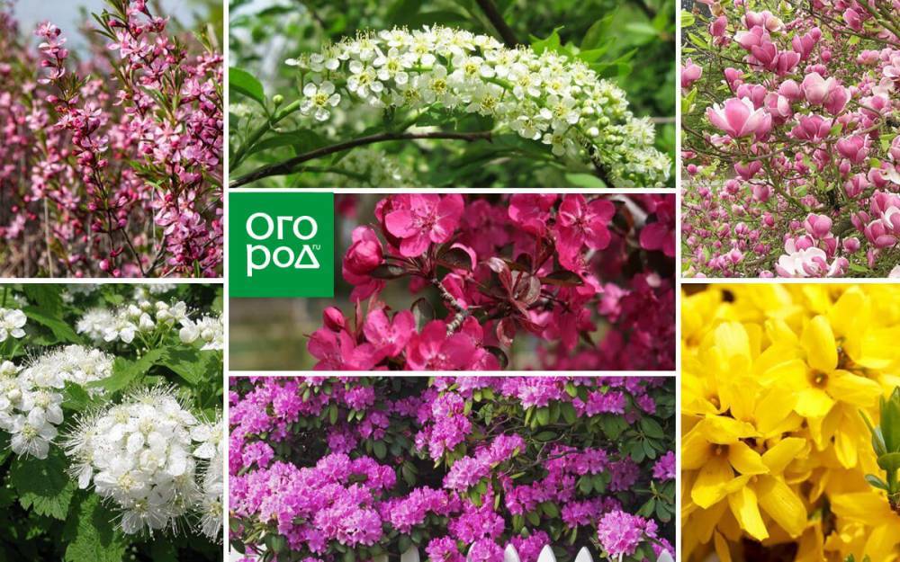 13 декоративных кустарников и деревьев, которые цветут в апреле-мае - ogorod.ru