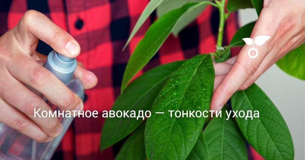 Комнатное авокадо — тонкости ухода - botanichka.ru