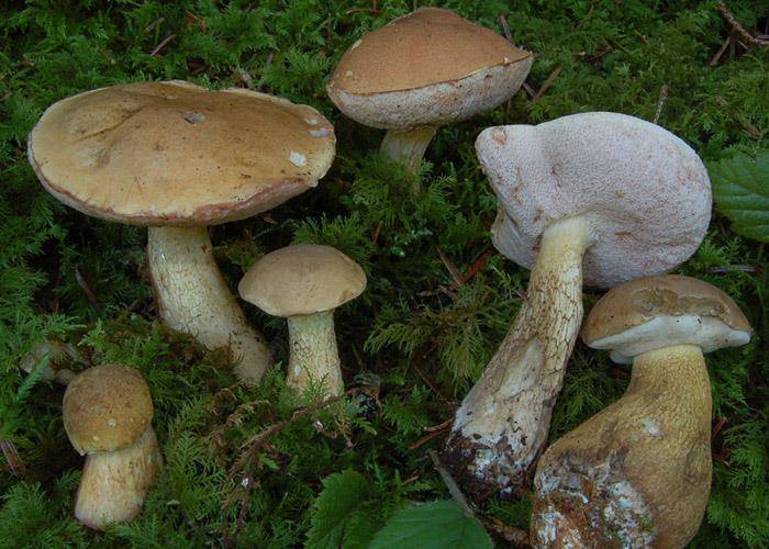 Как отличить ложный белый гриб от настоящего: описание и фото - sveklon.ru