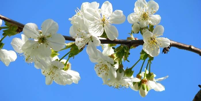 Как защитить цвет вишни от заморозков - sad-dacha-ogorod.com