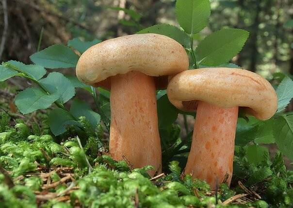 Подореховик (подорешник) гриб: фото и описание - sveklon.ru - Россия