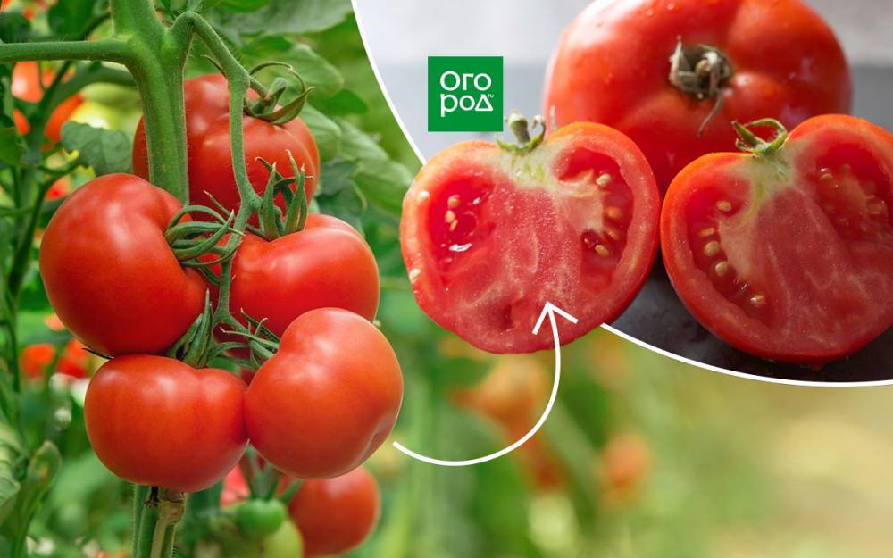 3 причины, почему помидоры вырастают с белыми прожилками внутри - ogorod.ru