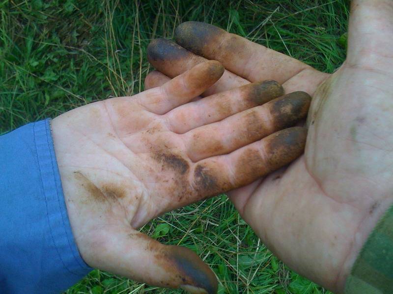 Чем отмыть руки от грибов маслят быстро и эффективно - sveklon.ru