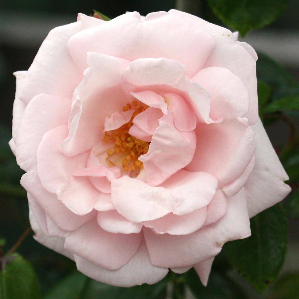 Плетистая роза New Dawn (Нью Доун): фото и описание, отзывы - fermilon.ru - Сша