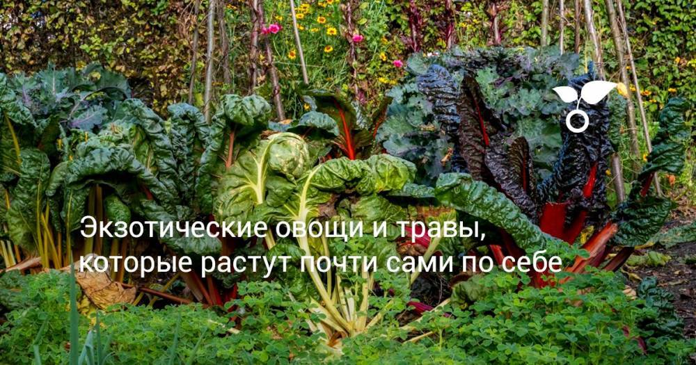 Экзотические овощи и травы, которые растут почти сами по себе - botanichka.ru