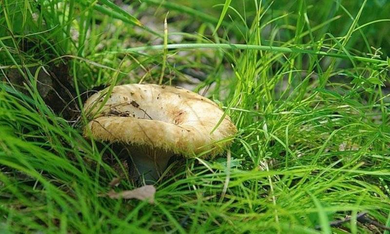 Какие грибы растут в Башкирии: названия, фото и описание - sveklon.ru - республика Башкирия