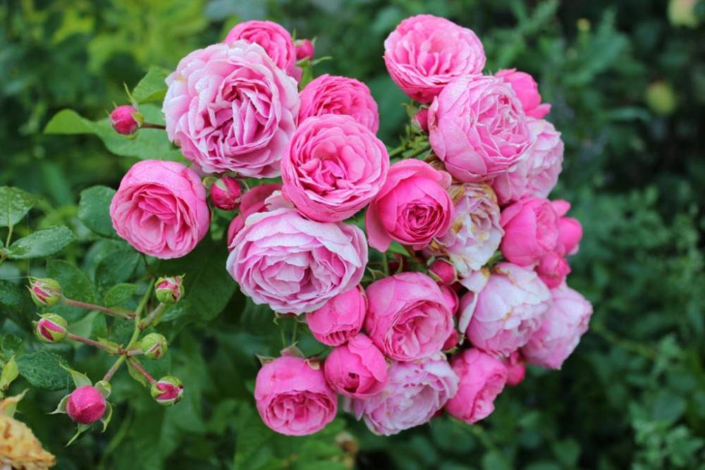 Полиантовая помпонная роза флорибунда Pomponella (Помпонелла) - fermilon.ru