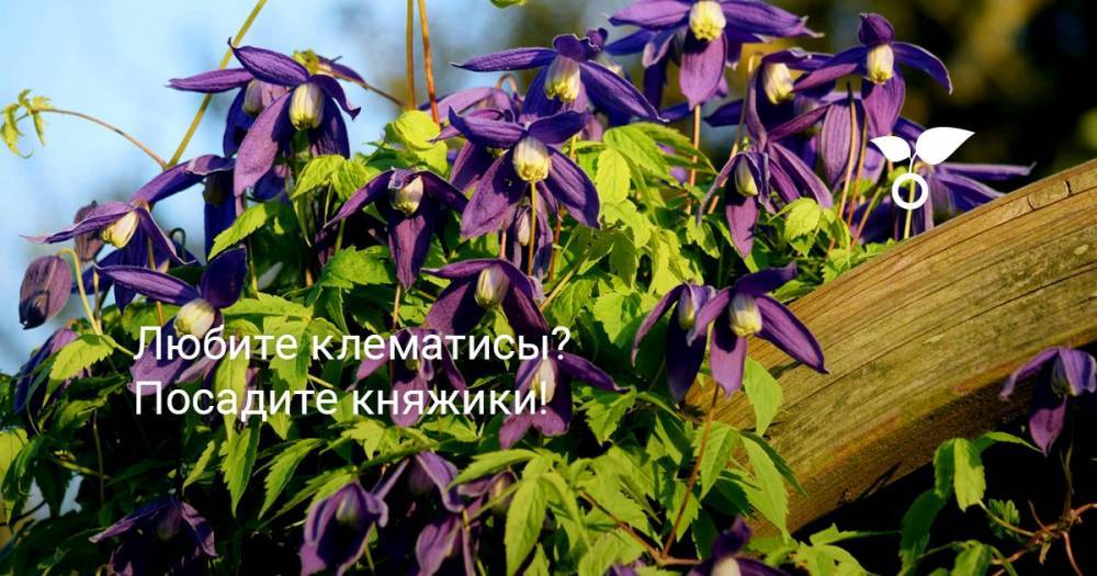 Любите клематисы? Посадите княжики! - botanichka.ru