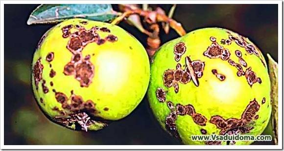 Две самые опасные болезни яблони и груши: парша и ржавчина и борьба с ними - vsaduidoma